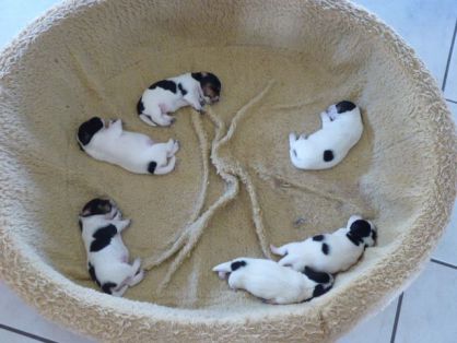 Hundebabys von Molly geb. 13.7.2013 001