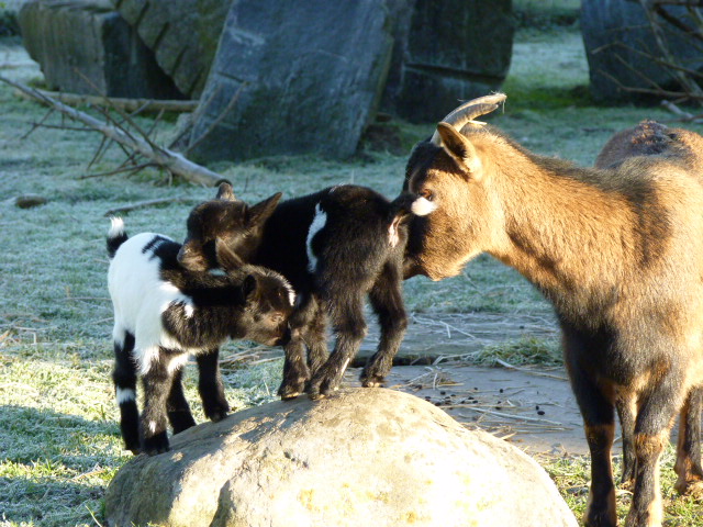 Geissli geb. 19.12.2014 017