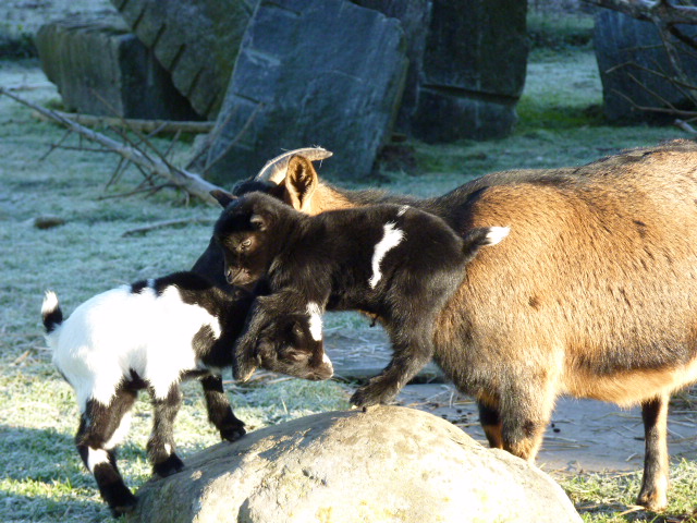 Geissli geb. 19.12.2014 018