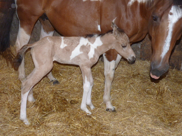 Kinderreitlager 7.-12.7.2014 070