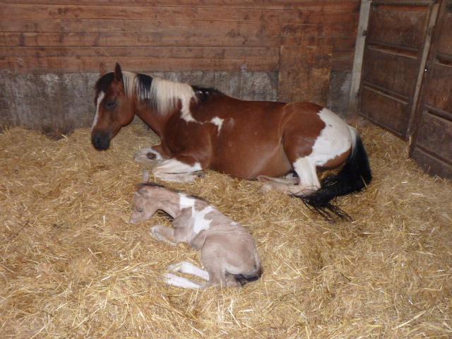 Kinderreitlager 7.-12.7.2014 083