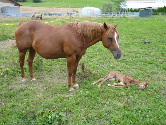 Kinderreitlager vom 4.-9.8.2014 197