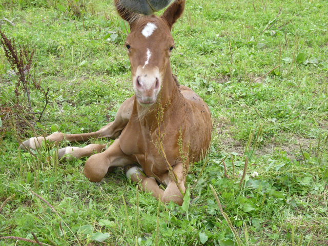 Kinderreitlager vom 4.-9.8.2014 199