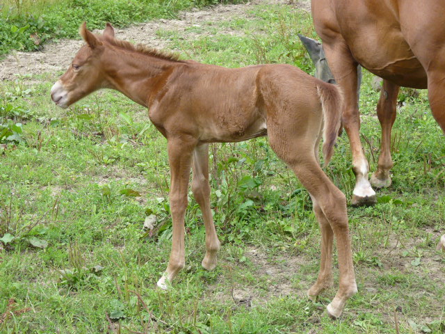 Kinderreitlager vom 4.-9.8.2014 208