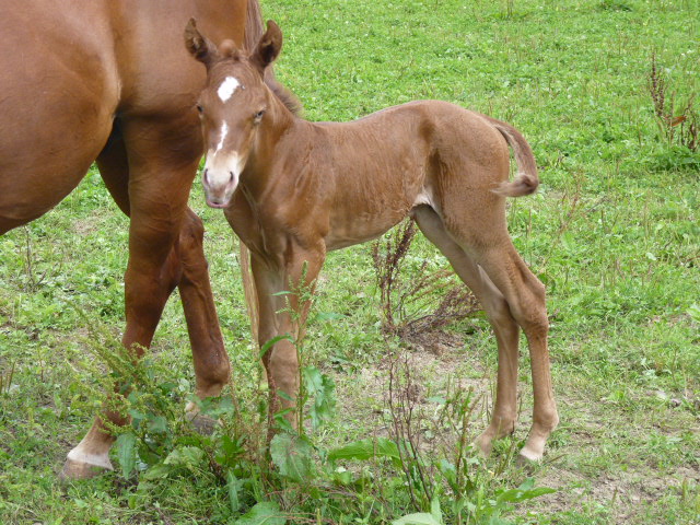 Kinderreitlager vom 4.-9.8.2014 211