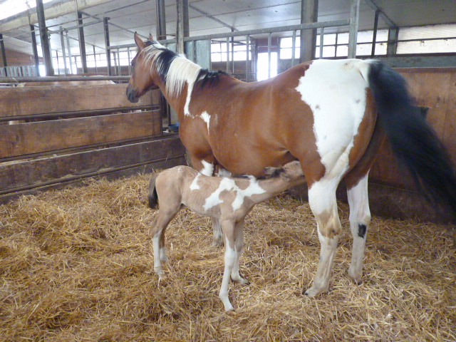 Kinderreitlager vom 7.-12.7.2014 121