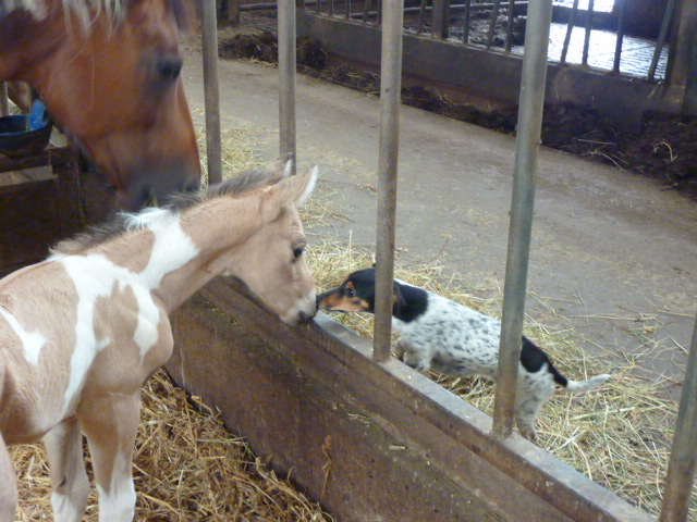 Kinderreitlager vom 7.-12.7.2014 144