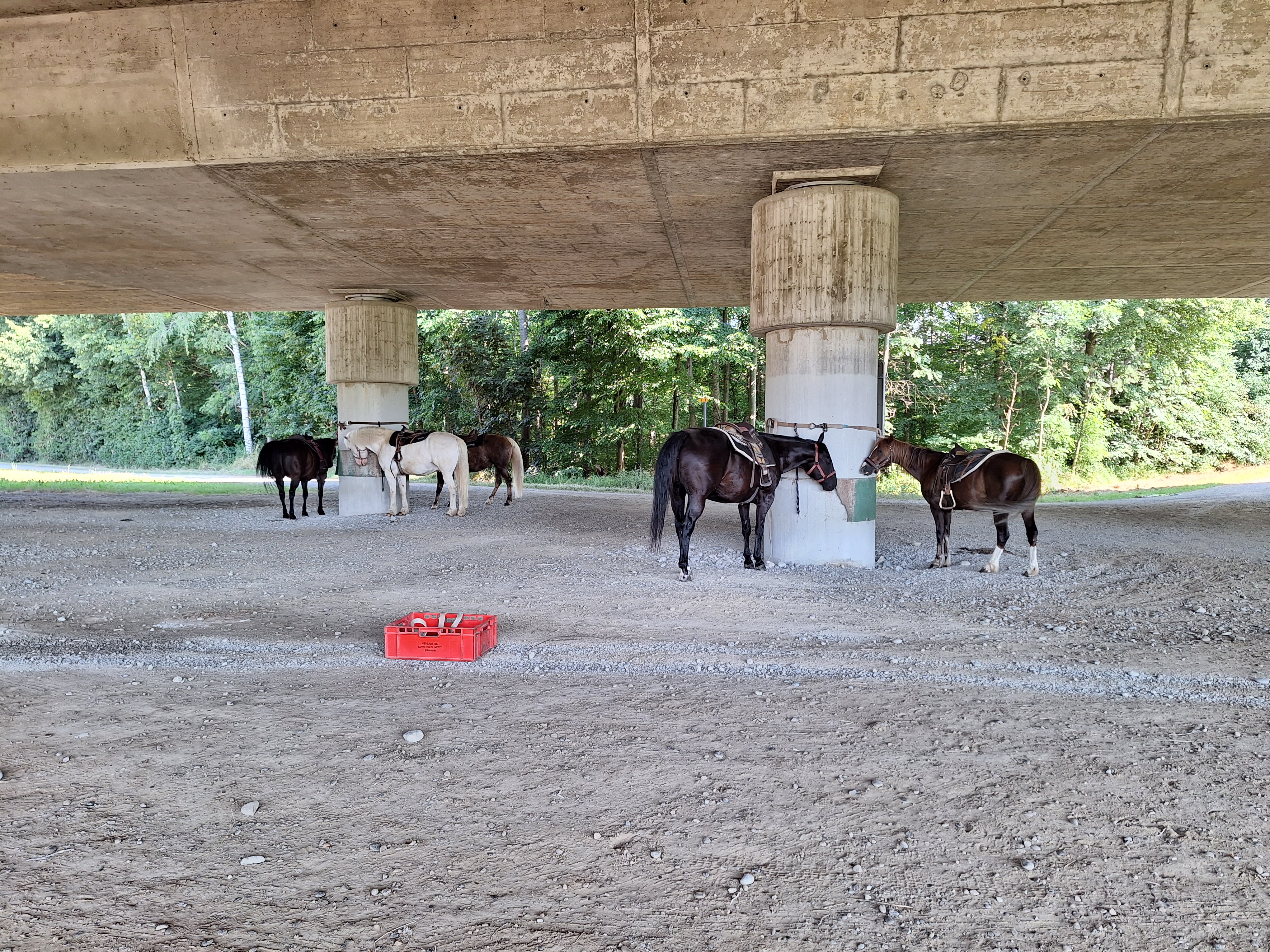 Reitlager 1 vom 8.-13.7.23 (106)