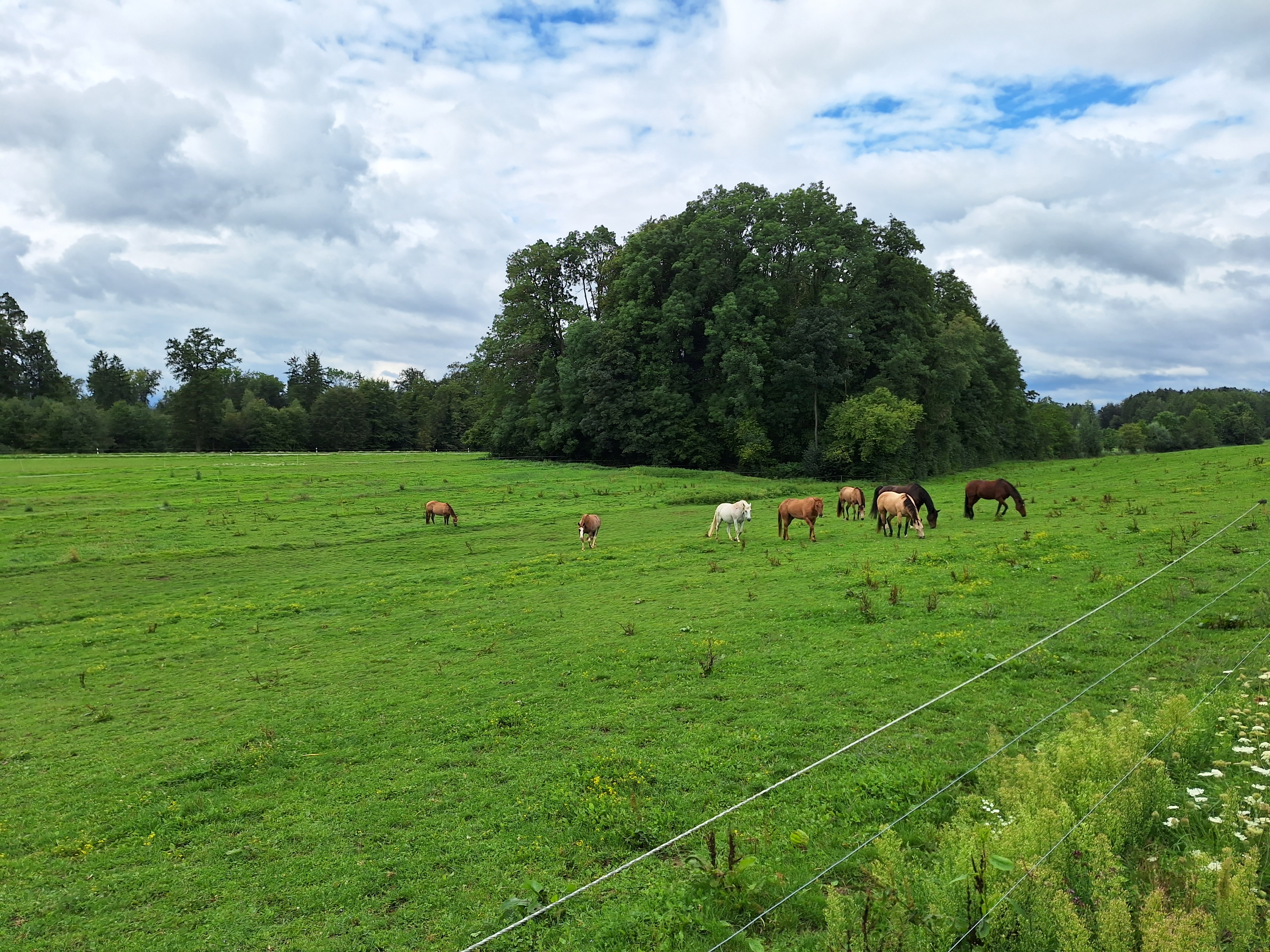 Reitlager 2 vom 5.-10.8.23 (38)