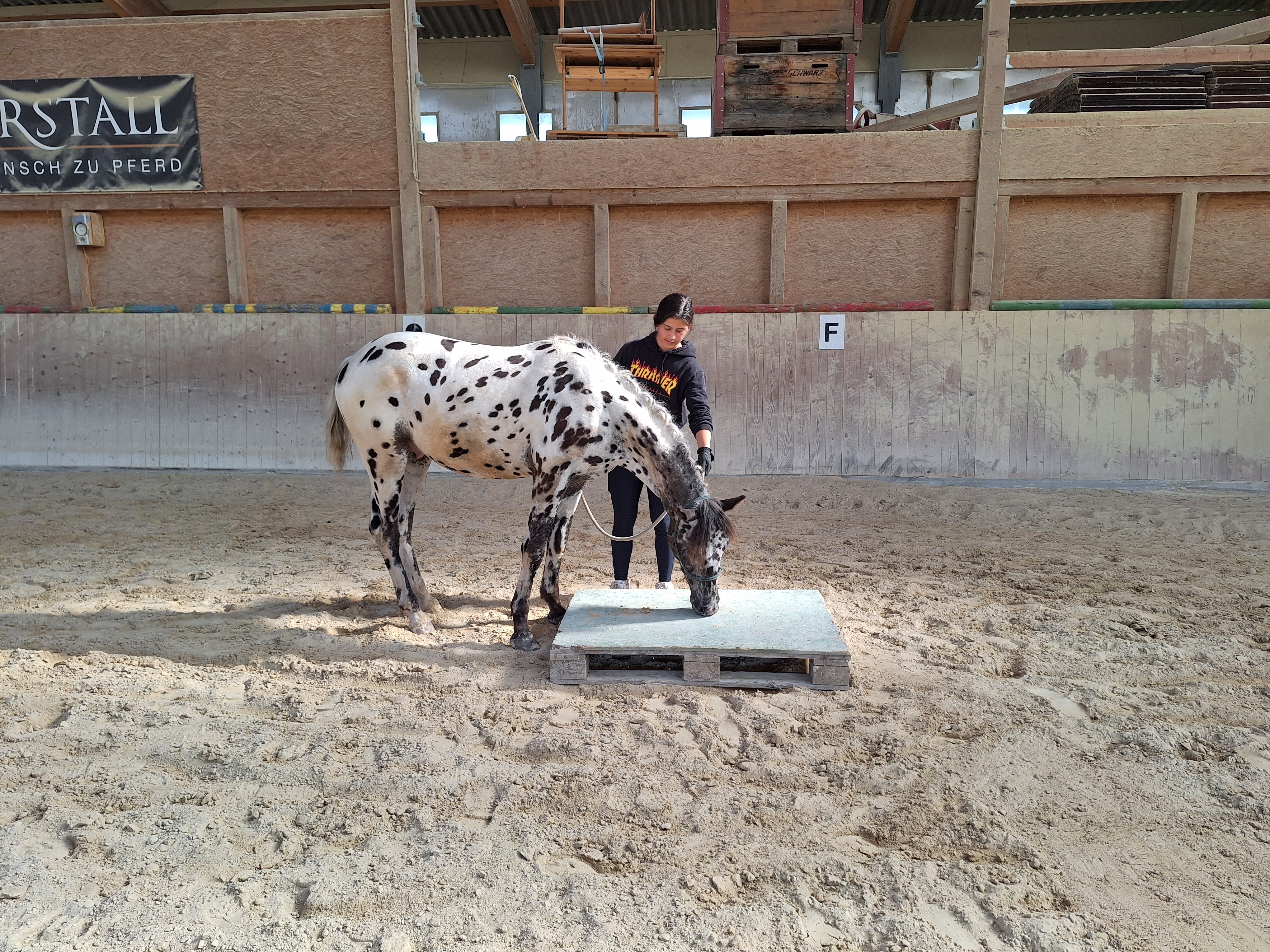 Reitlager 2 vom 5.-10.8.23 (108)
