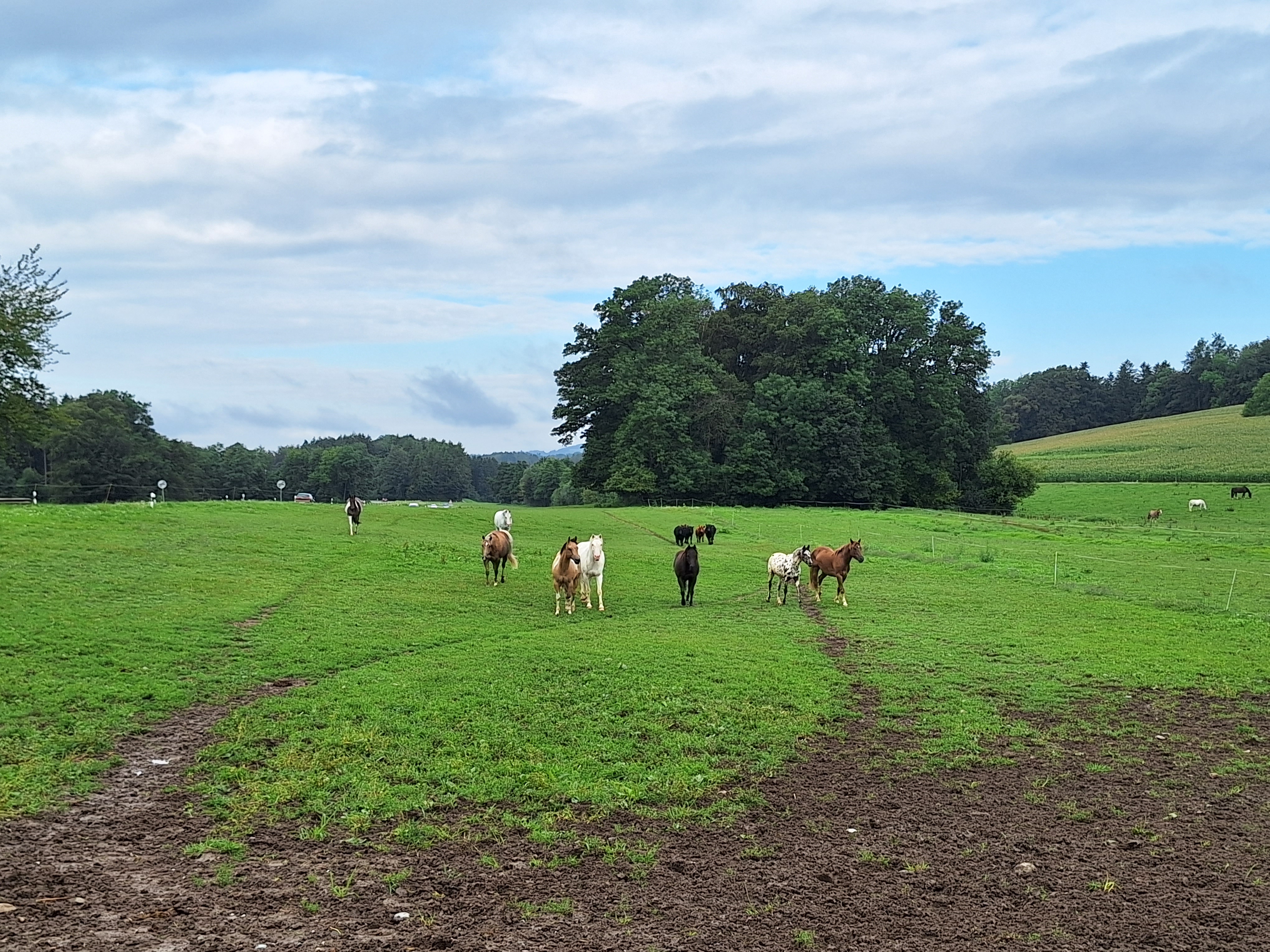 Reitlager 2 vom 5.-10.8.23 (181)